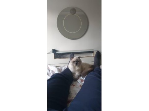Scottish fold
