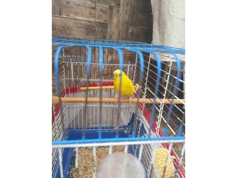 Muhabbet kuşlarımı sahiplendiriyorum