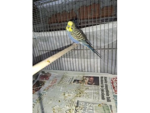 Yerli erkek muhabbet kuşu elde durur