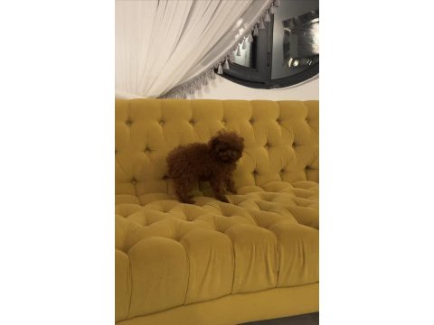 Koreden teacup dişi poodle yavrumuz