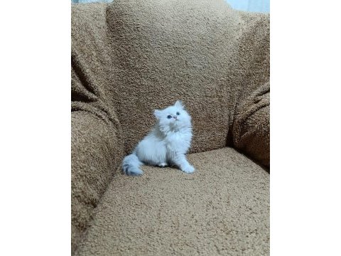 British longhair silver point kızımız