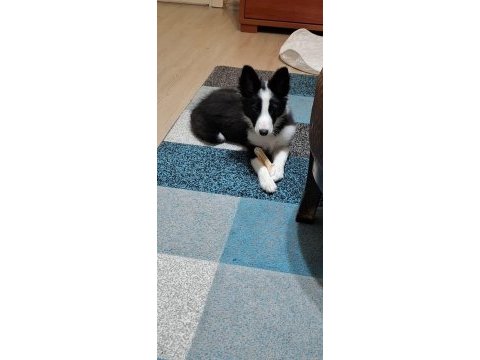4 aylık dişi border collie