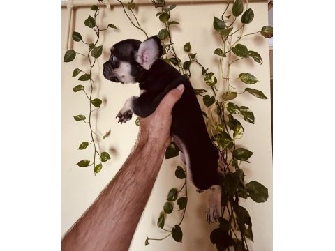 Black tan french bulldog bebekler