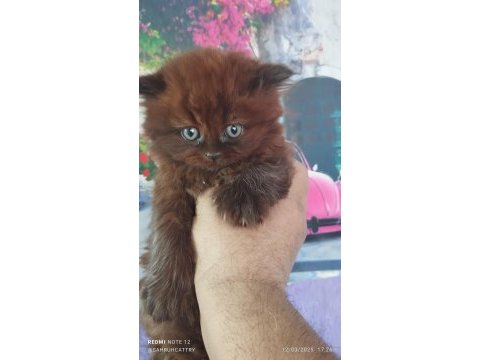 Chocolette british longhair efsane