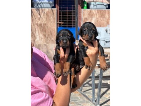 Doberman yavruları