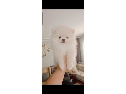 Pomeranian boo erkek yavru
