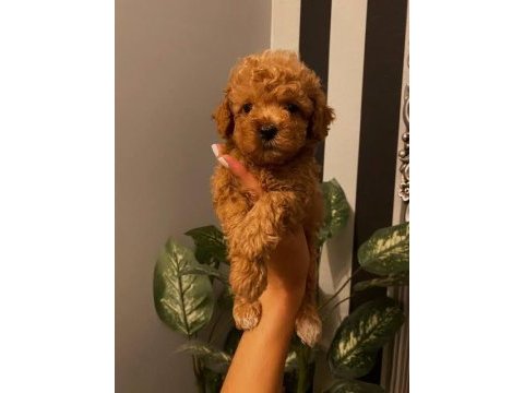 Eşsiz kalite de toy poodle