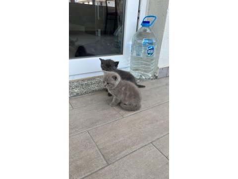 Yorumsuz ve üst kalite scottish fold