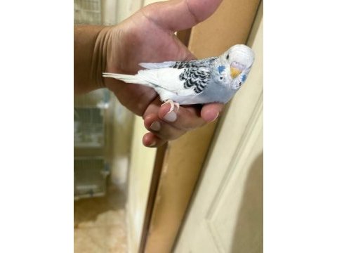 29 günlük konuşturmalık muhabbet kuşu bebek