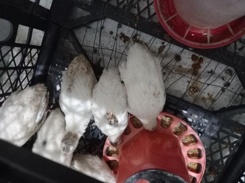 Satılık bıldırcınlar