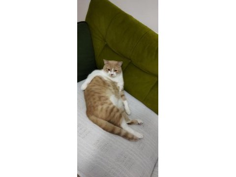 Sahiplendirme kedimiz için