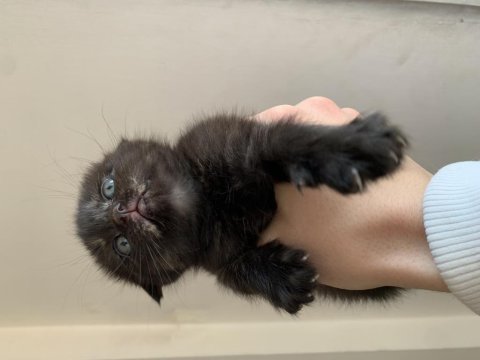 Scottish fold bebeğimiz