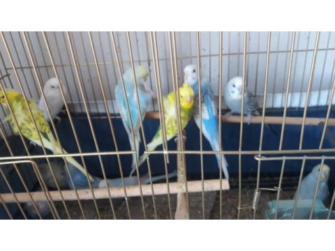 Renk güzelleri muhabbet kuşlarım