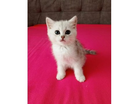 2 aylık erkek british shorthair yavrular