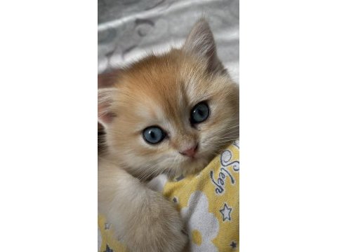 2 aylık erkek british shorthair yavru