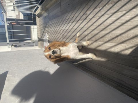 4 aylık yavru cavalier king charles