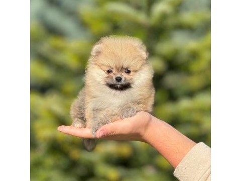 Pofuduk pomeranian bebeklerimiz