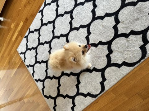 Pomeranian boo 3 aylık erkek