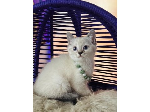 British shorthair silver point yavrular