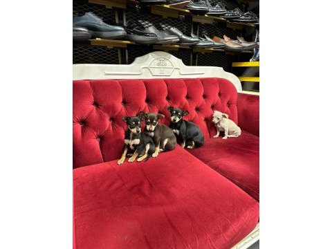 %100 ırk garantili pinscher yavruları