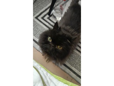 Kedimiz simba için ömürlük aile arıyoruz