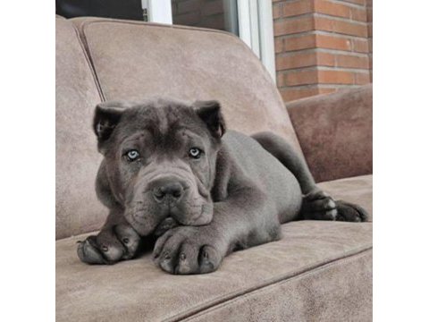 Sağlıl ve ırk garantili cane corso