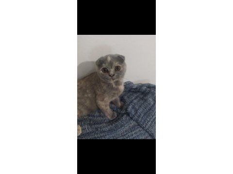 Scottish fold dişi kedimiz