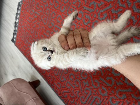 Scottish fold bluepoint ile iran kedisi yavrusu