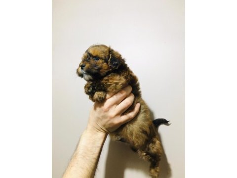 Fantom tricolor maltipoo