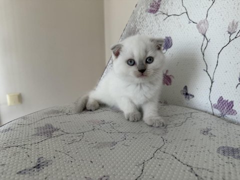Bal küpü kar topu blue point scottish fold bebekler