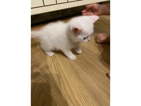 2 aylık van kedimiz var cinsiyeti kız