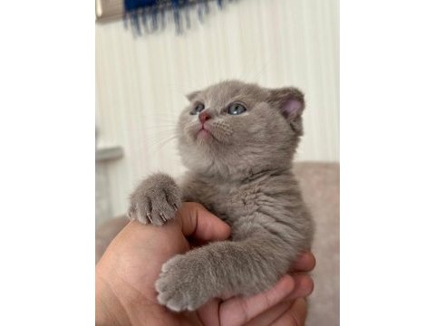 Scottish fold cülide kızıma yuva arıyorum
