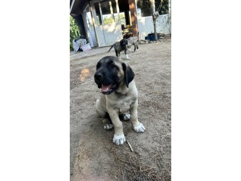 Dev yavru köpekler
