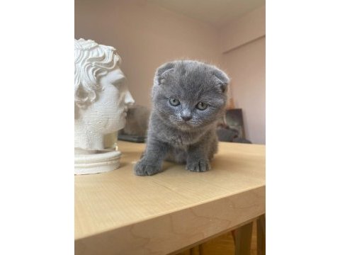 Scottish blue ve blue point yavrular nadir güzellik