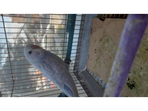Ev üretimi yavru muhabbet kuşlar