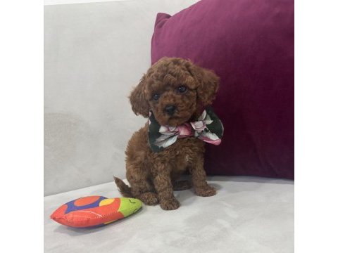 Yakışıklı erkek kore poodle yavrularım