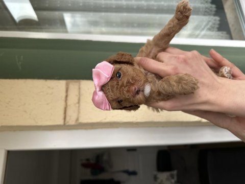 Toy poodle yavrularımız yeni yuvalarını arıyor