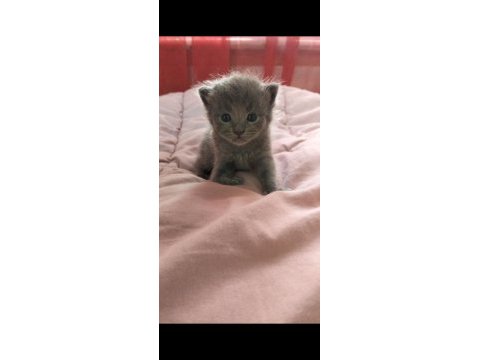 Uygundur acil sahiplendirme british shorthair