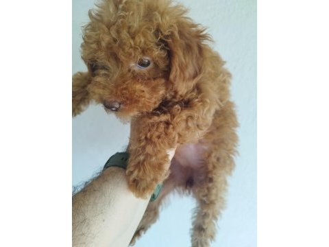 Safkan red brown toy ve kore poodle yavrular - üst kalite