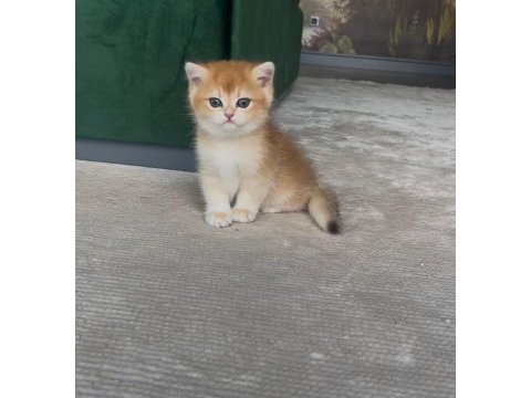 Şecereli anne ve babadan ny12 safkan british shorthair