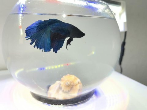Betta balığı