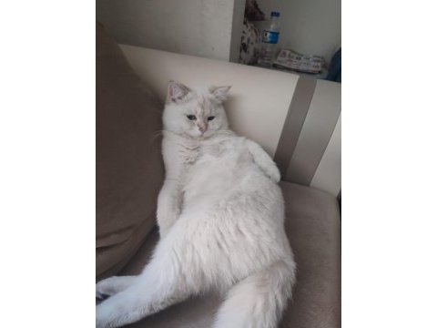 İran kedisi kırma (pamuk)