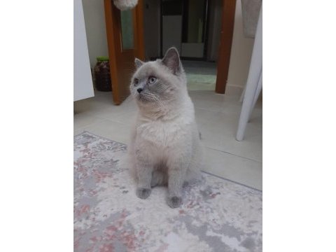 2 yaşında british shorthair kedimiz yuvasını arıyor