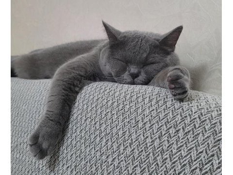 On iki şubat british shorthair