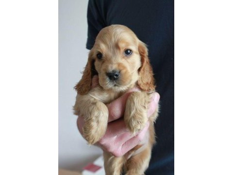 Amerikan cocker köpeklerimiz gelip görerek alabilirsiniz