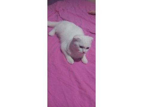 6 aylık beyaz dişi scottish fold