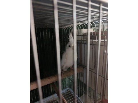 Albino lutino sultan yeni eşleme
