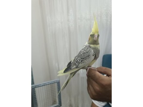 Sultan papağanı