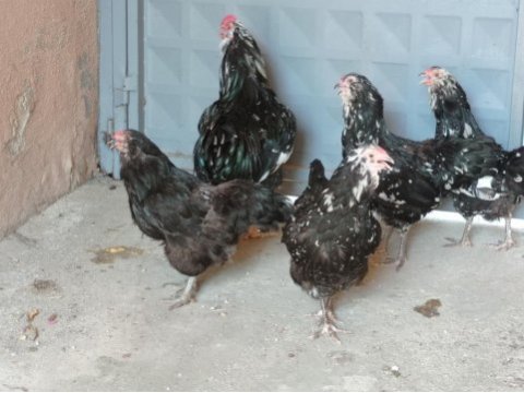 4#1 black modlet aracuanas mavici