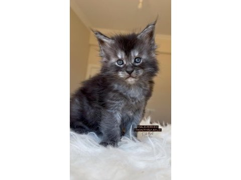 Türkiyenin her şehrine bizzat teslim big size maine coon